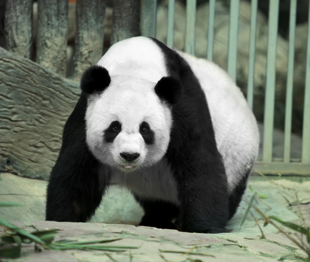 Giant Panda: Cool Facts About Pandas