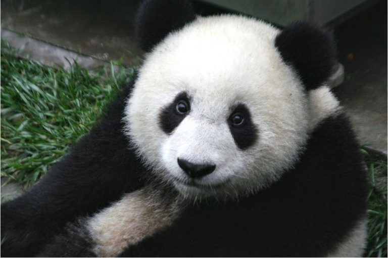 Compilation Of 5 Viral Giant Panda Videos