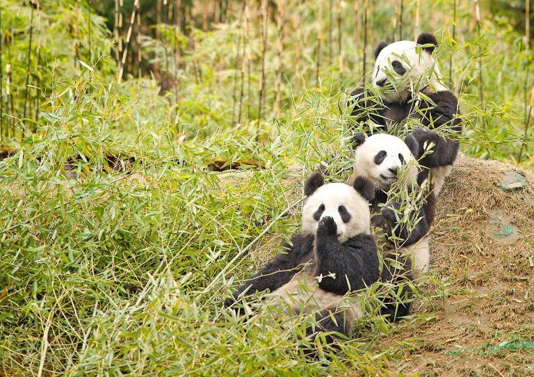 A Brief History of the Giant Panda