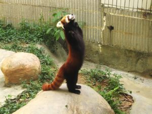 Standing Red Panda