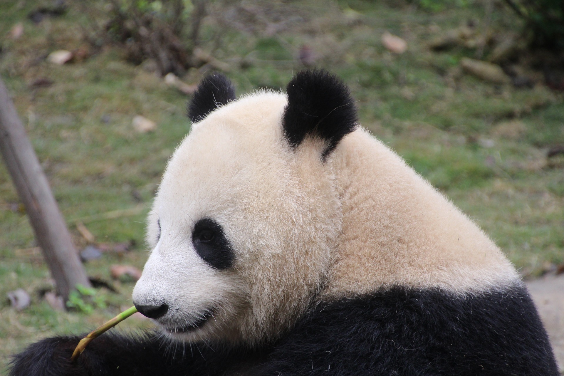 A Panda Chewing Bamboo. Panda attacks show how fearful their bite is