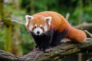 Adult Red Panda in a tree