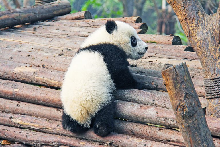 What Caused The Giant Panda To Become Endangered In The First Place?