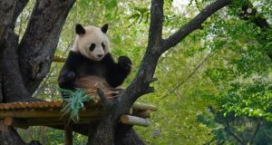 Giant Panda at Madrid Zoo: See Giant Pandas Worldwide