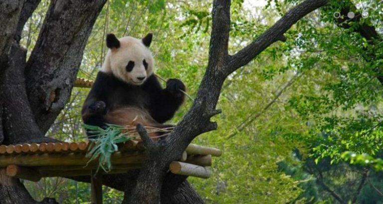 The Best Places To See Giant Pandas Worldwide