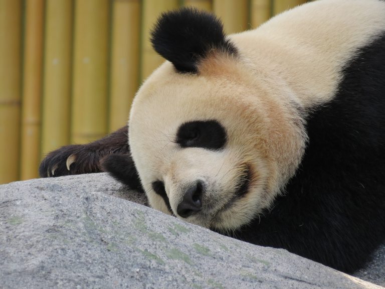 Is The Giant Panda Now Safe From Extinction?
