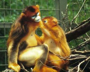 Golden Snub-Nosed Monkeys