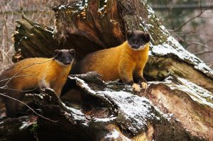 A Pair Of Yellow-throated Martens