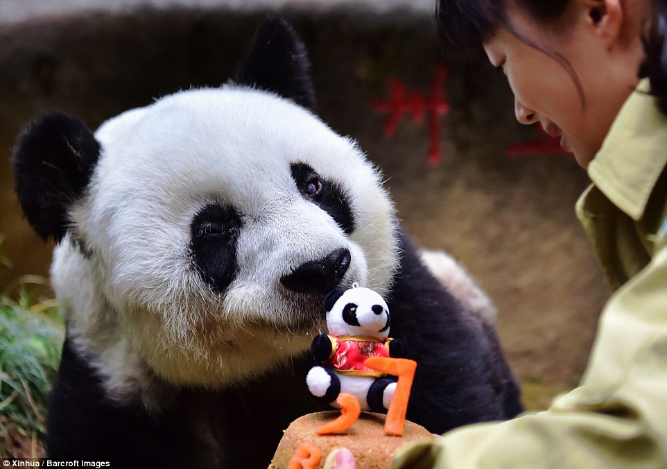 Basi: Most Famous Giant Pandas