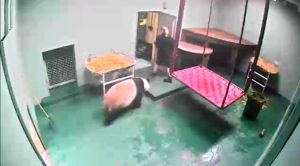 Edinburgh Zookeeper Fleeing From The Giant Panda