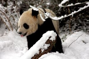 Tai-Shan : Most Famous Giant Pandas