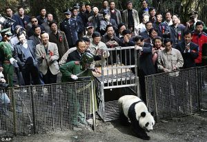 Xiang Xiang First Captive Panda Released Into The Wild