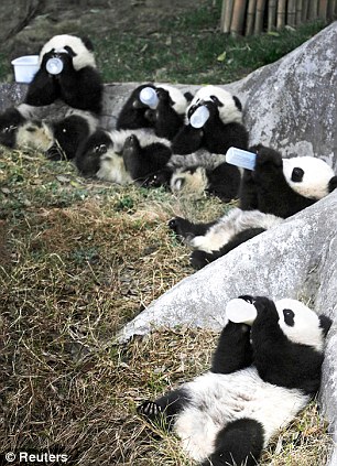 Captive Pandas Feeding: Giant Panda Breeding Program