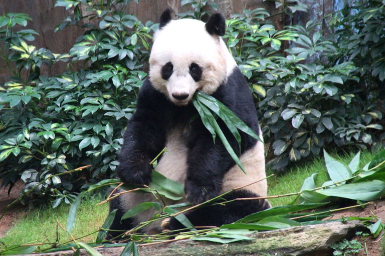 7 Oldest Giant Pandas Alive Today All Over The World