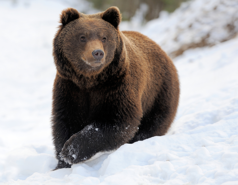 Brown bear in winter: differences between giant pandas and other bears
