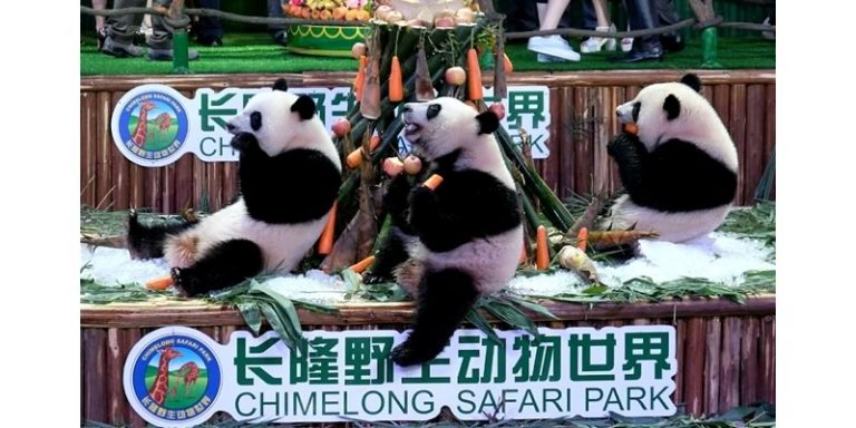 10 Additional Zoos Where You Can See Giant Pandas Worldwide