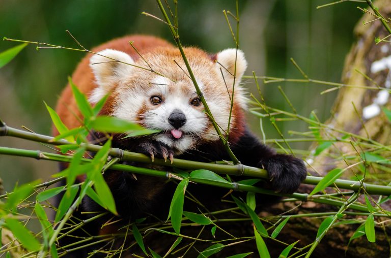 Here Are 7 Reasons Why Red Pandas Matter