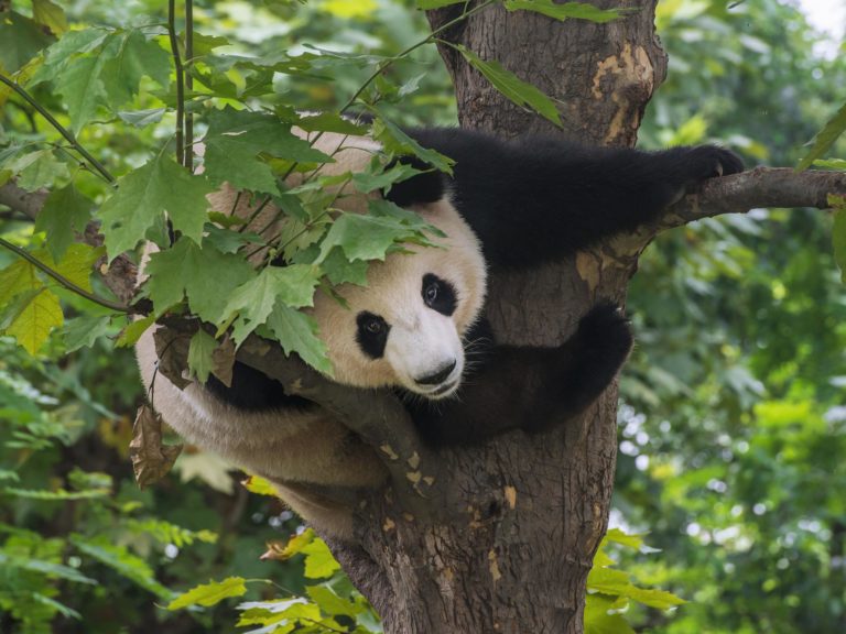 Panda conservation brings in environmental benefits worth billions every year