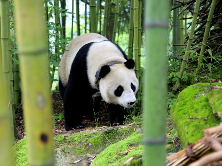 Giant panda Zhen Zhen takes a stroll around Chinese town