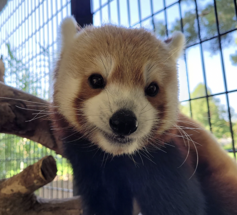Zoo Escapee Rusty the Red Panda has Died￼