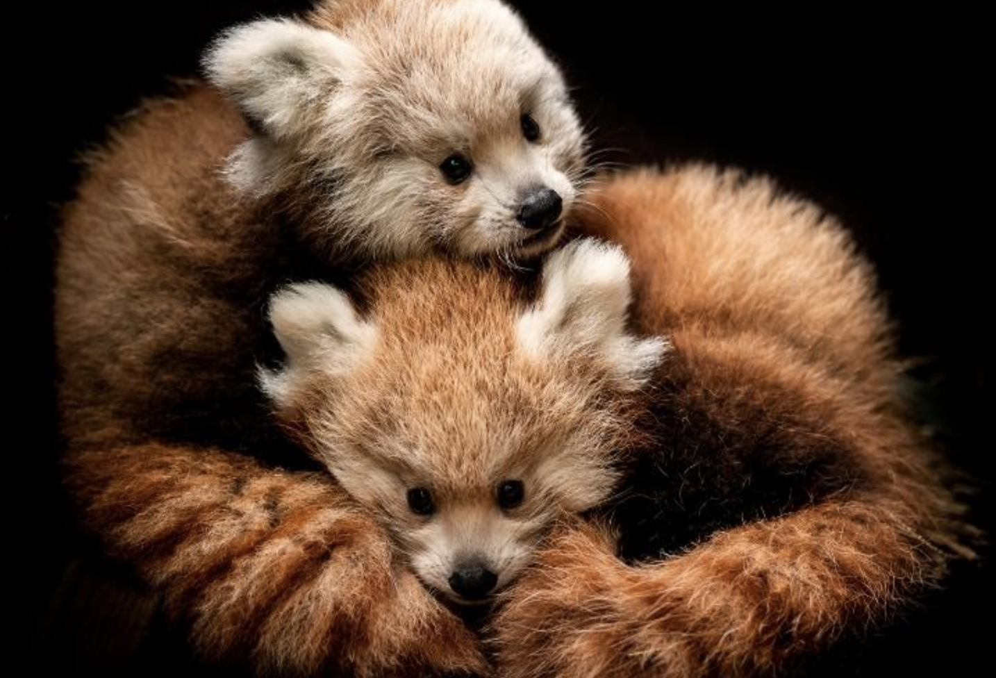twin red panda cubs died