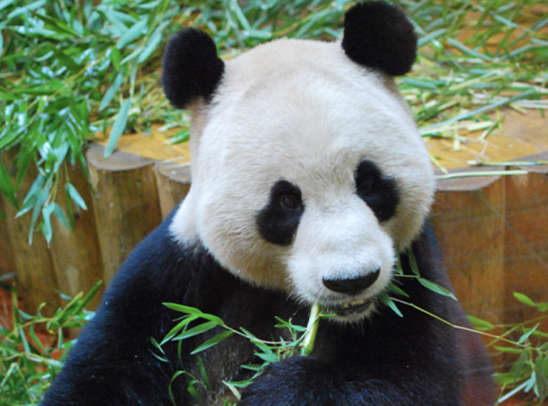 Saying Farewell to Edinburgh Zoo Pandas