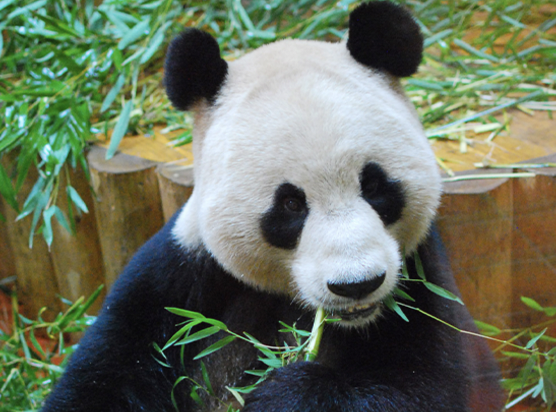 bamboo edinburgh zoo panda