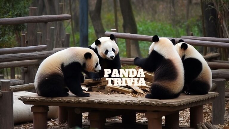 Panda Trivia – Questions & Answers